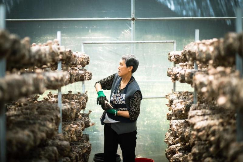 [Discovering the Most Beautiful, You Evaluate Me] Liulin, Shaanxi: Ecological and Industrial Integration Development of Small Mushrooms "Fragrant" Rural Revitalization Road Villagers | Culture | Development of Small Mushrooms