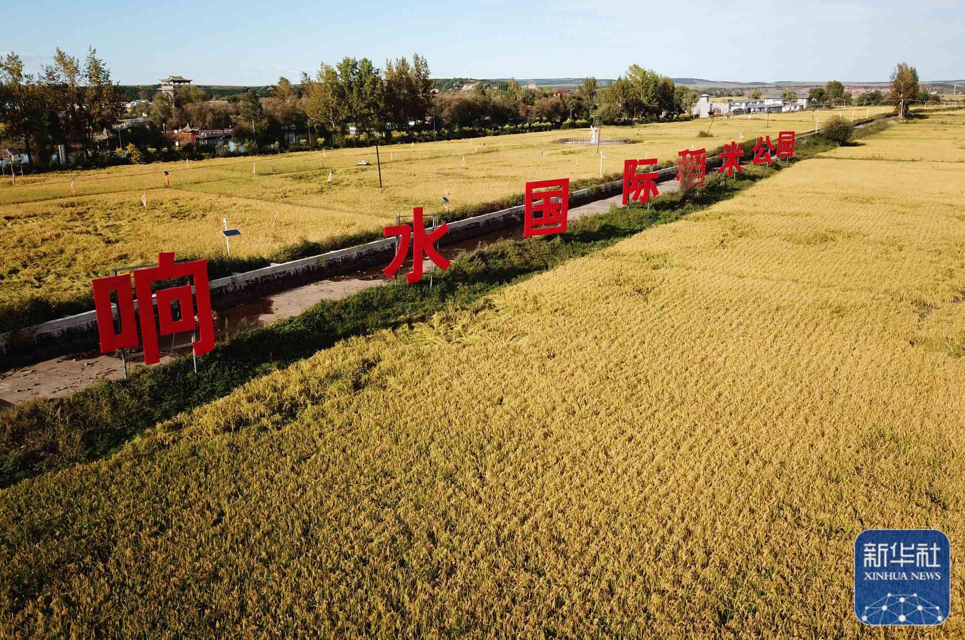 Ning'an, Heilongjiang: A bountiful harvest in the golden rice fields is in sight