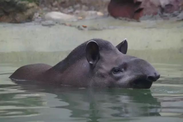 Despite being afraid of the heat, the "hairy child" remained calm, and Shanghai issued its first high-temperature orange warning signal of the year. Every time I arrive at Shanghai Zoo, there is a warning