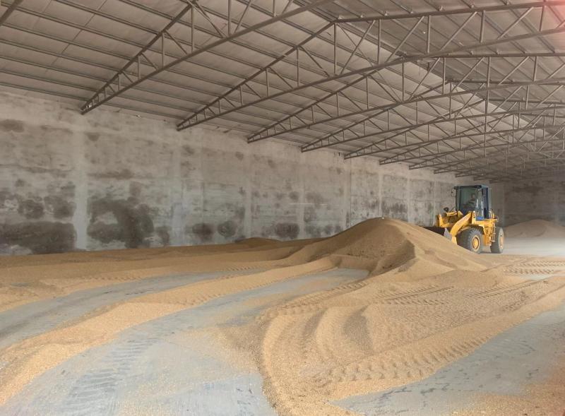 Xinhua News Agency+| Growing 1000 tons of grain at a "speed of life and death" | Granary | Speed of life and death