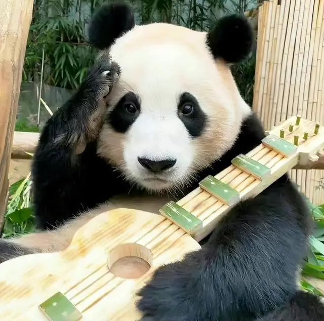 About to have a second child!, This panda "celebrity couple" loves treasure | Fubao | couple