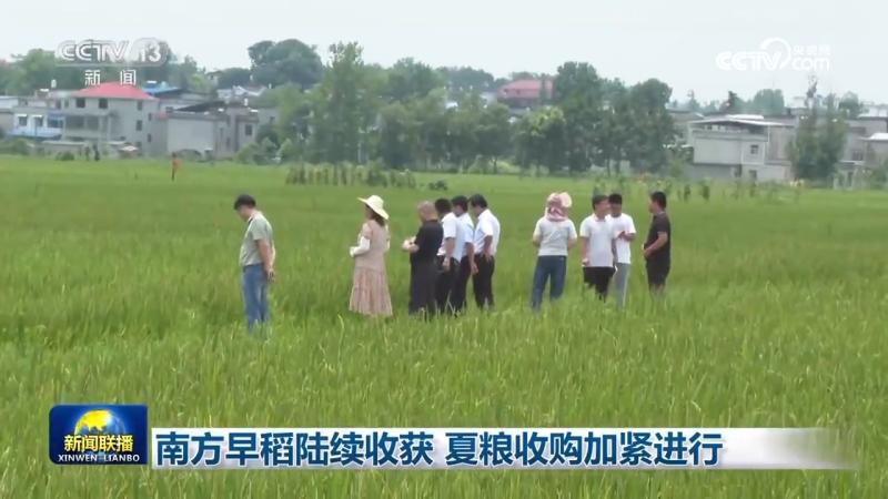 Southern early rice harvest gradually, summer grain procurement intensifies, Anhui | summer grain | early rice