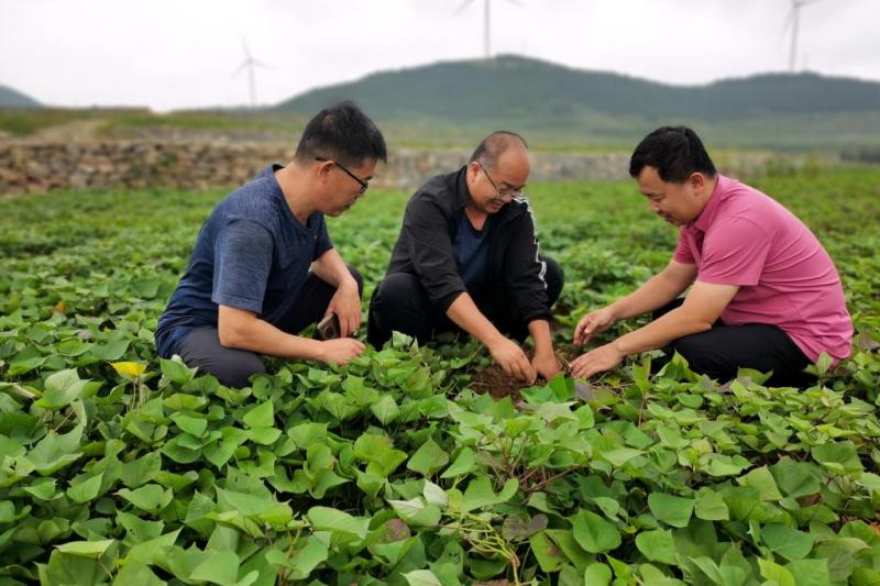 High Quality Development Research Tour | "Technology Partner" Promotes Tianye's "Prosperity Flower" Sweet Potato | Expert | Tianye