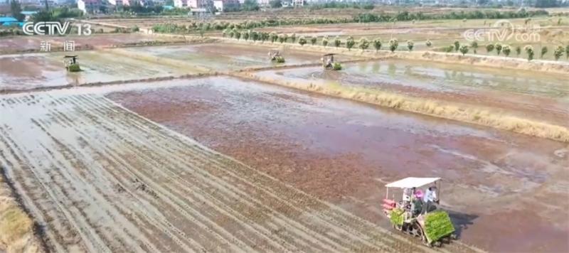 Summer rice planting is being carried out under various planting modes, laying the foundation for a bountiful autumn harvest. Farmers | Rice | Autumn Grain