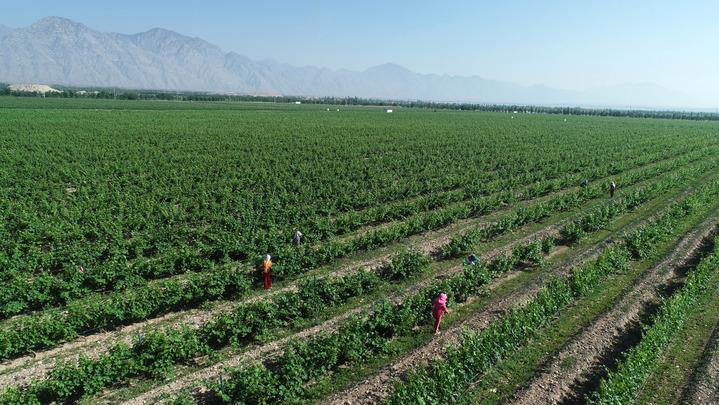 Creating a "Purple Miracle" on the Gobi Desert - A New Observation on the Development of Ningxia Wine Industry Grapes | Ningxia