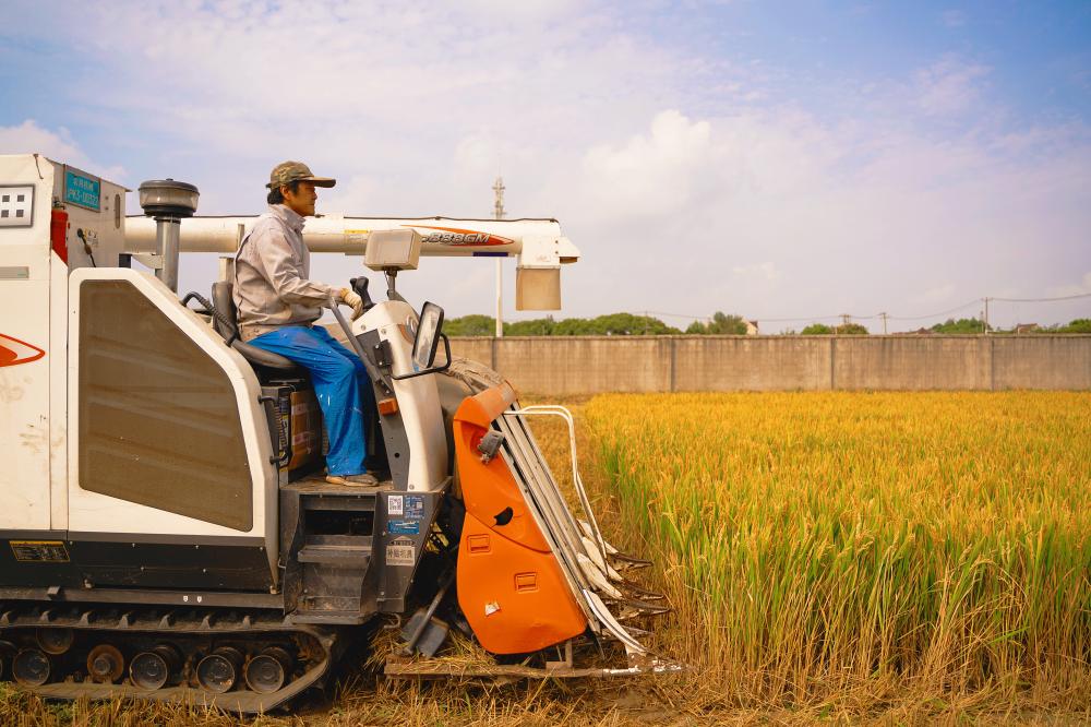 亩产500公斤以上…节水抗旱稻“八月粳”在闵行浦江镇开镰,生育期3个多月闵行区|水稻|闵行