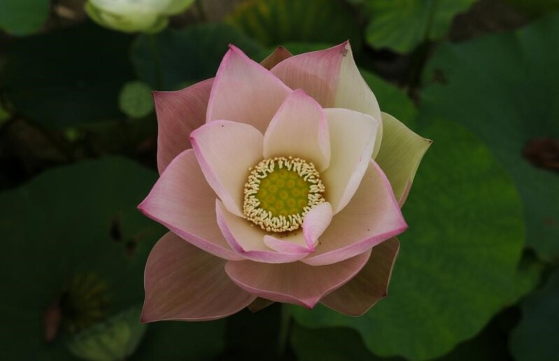 Imitating quail eggs... The lotus flowers in Shanghai have bloomed, which are small compared to a 1 yuan coin, and are rare in orange and inlaid colors. Drunken White Pool | Park | Size