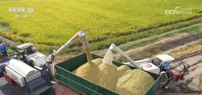 New varieties and technologies help increase early rice production through multiple measures to ensure the return of grain particles to grain storage | Service | Grain Return to Grain Storage