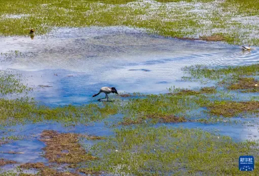 神奇动物在西藏｜黑颈鹤即将迎来新一代沼泽地|孵蛋|黑颈鹤