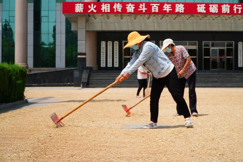 Tower drying - Shandong summer grain postpartum service news, Xinhua All Media+| Courtyard Grain Drying New City Community | Dezhou City | Shandong