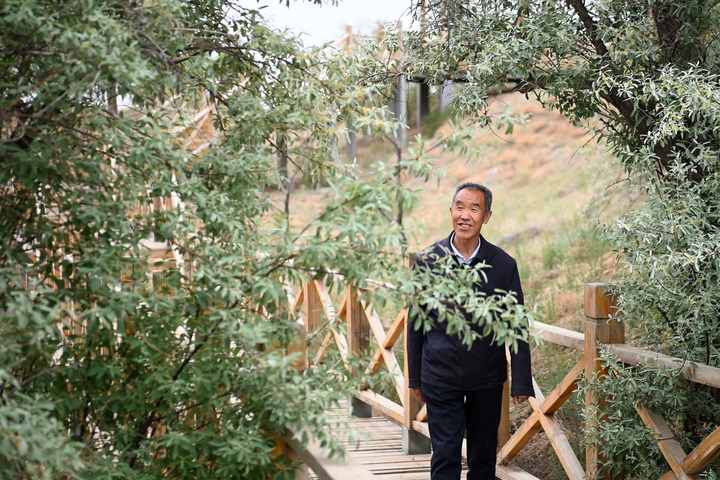 "Green Dyed" Homeland - Gansu Practice of Three Dimensional Sand Prevention and Control, Embracing Gulang County in Wuwei City | Babusha | Desert