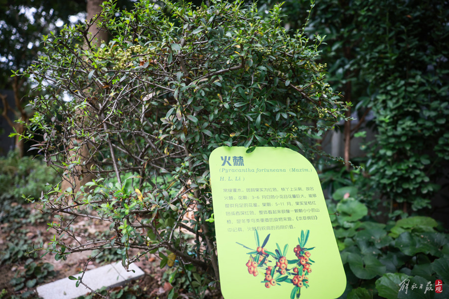 邀请蝴蝶、鸟类以及多种城市野生动物入住,上海首个商业体内生境花园