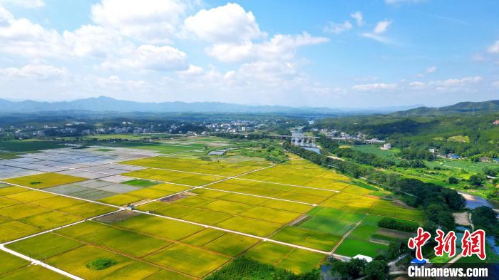 乡约福建：长汀夏收好丰景远丰|基地|福建