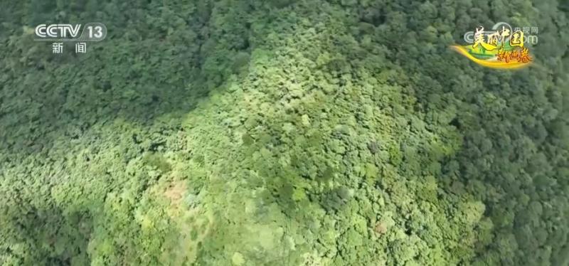 Natural harmony! The number of black bears is gradually increasing, and everyone is sharing the protection of green mountains and rivers