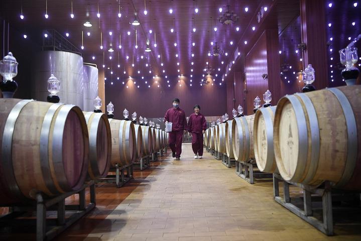 Creating a "Purple Miracle" on the Gobi Desert - A New Observation on the Development of Ningxia Wine Industry Grapes | Ningxia