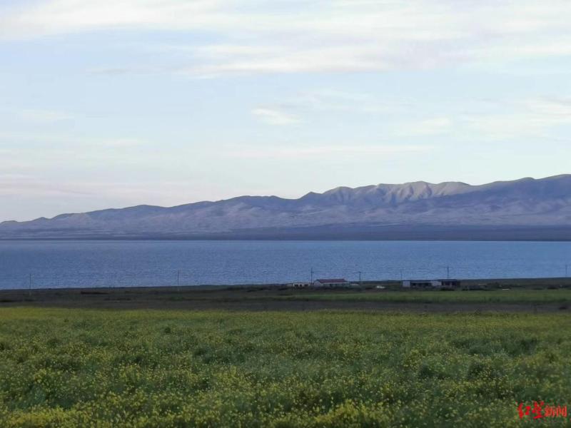 Rectifying the chaos caused by crushing grasslands, Qinghai Lake is surrounded by barbed wire for 360 kilometers around the lake? Scenic Area: Previously, there were fenced tourists | Qinghai Lake | Fence