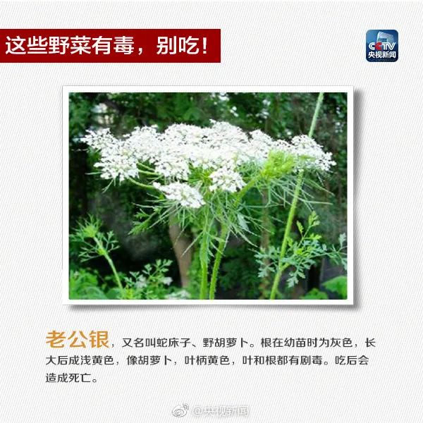 Someone has died from ingesting it!, Appearance resembling honeysuckle, Meizhou Fengshun | Report | Appearance