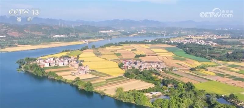 Rapid Harvest of Early Rice+Rapid Planting of Autumn and Winter Vegetable Rotation Planting Model to Improve Economic Benefits Guangxi | Early Rice | Model