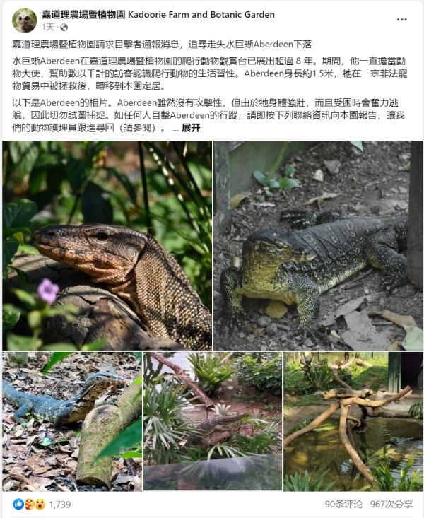 Reminder from the park: Do not attempt to capture the water giant lizard that has been on display in Hong Kong for over 8 years, reaching up to 1.5 meters. The water giant lizard fled to Hong Kong and was pushed down