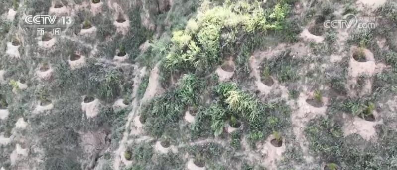 Seeing Beautiful China, the Loess Plateau has transitioned from "yellow" to "green" with a vegetation coverage rate of over 63%. Green mountains | ecology | green vegetation