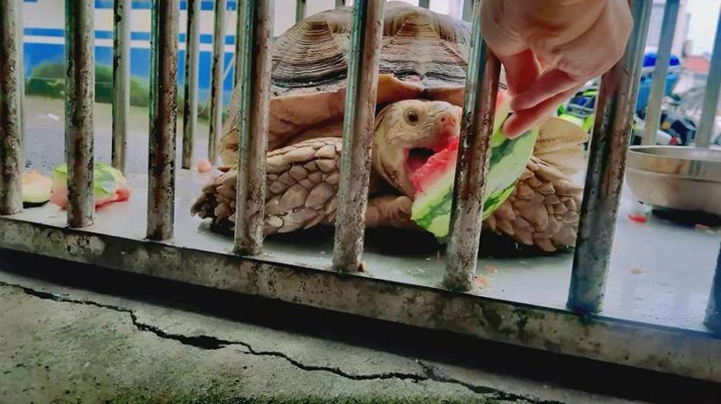 派出所用8424西瓜款待,国家二级野生保护动物苏卡达陆龟在上海获救助专家|陆龟|上海