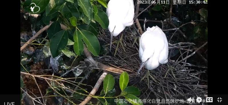 State owned assets and central enterprises shine the ecological background of high-quality development, moving towards green. State owned assets | egrets | background color