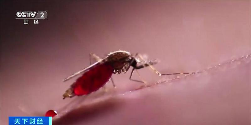 The rapid growth of death cases poses a high level of risk! Report of over 80000 confirmed cases of dengue fever in this country | Bangladesh | Dengue fever