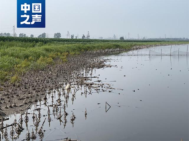 Tieling Diaobingshan City, Liaoning Province responds to coal mining causing large-scale subsidence of farmland: some areas are no longer able to reclaim mines | Farmland | Tieling Diaobingshan City, Liaoning Province