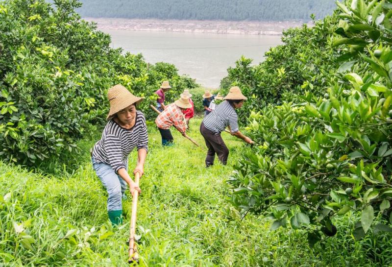 New Era China Research Tour · Yangtze River Chapter | The Rise of the Three Gorges Reservoir Area as a "Green Pearl" Citrus | The Three Gorges Reservoir Area | The Yangtze River