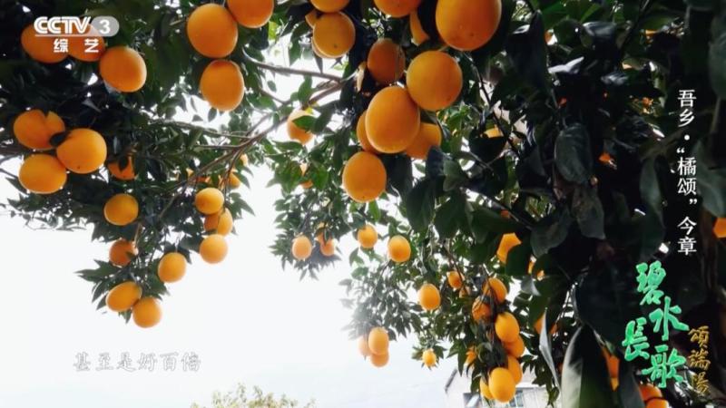 Behind his back, there are fresh domestic citrus fruits all year round | China | Domestic