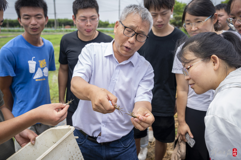 Chongming Zhuxin Town, a small technology academy, has achieved a close connection between "local professors" and "professors" in the career of raising crabs | local professors