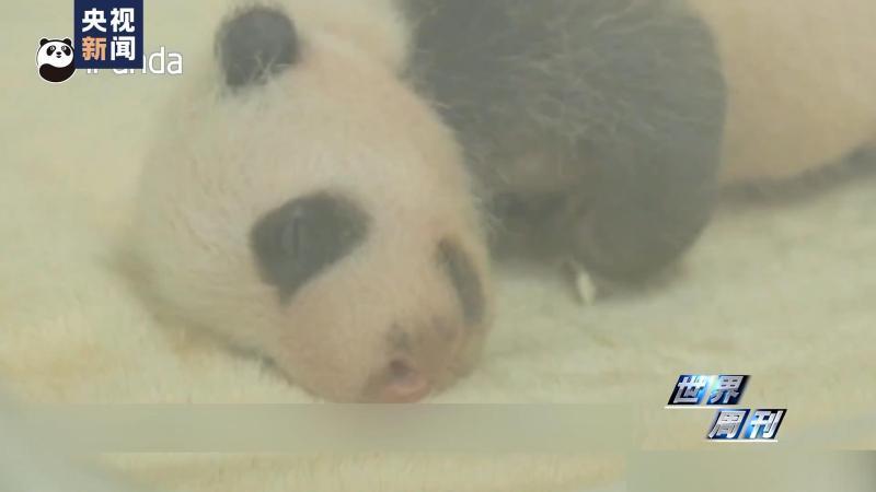 World Weekly | Round Dream Time | Giant Panda | Dream