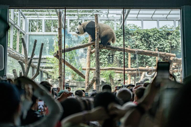 祝三只“小熊友”生日快乐,大熊猫萌兰、花花、和叶同日庆生中国|蛋糕|花花|动物园|北京|萌兰|生日|大熊猫