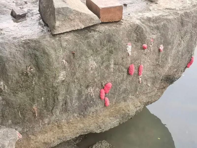 Seriously deadly!, Many places in Hangzhou have appeared! A large number of netizens captured it: up to 6000 parasites, pink | village | netizens