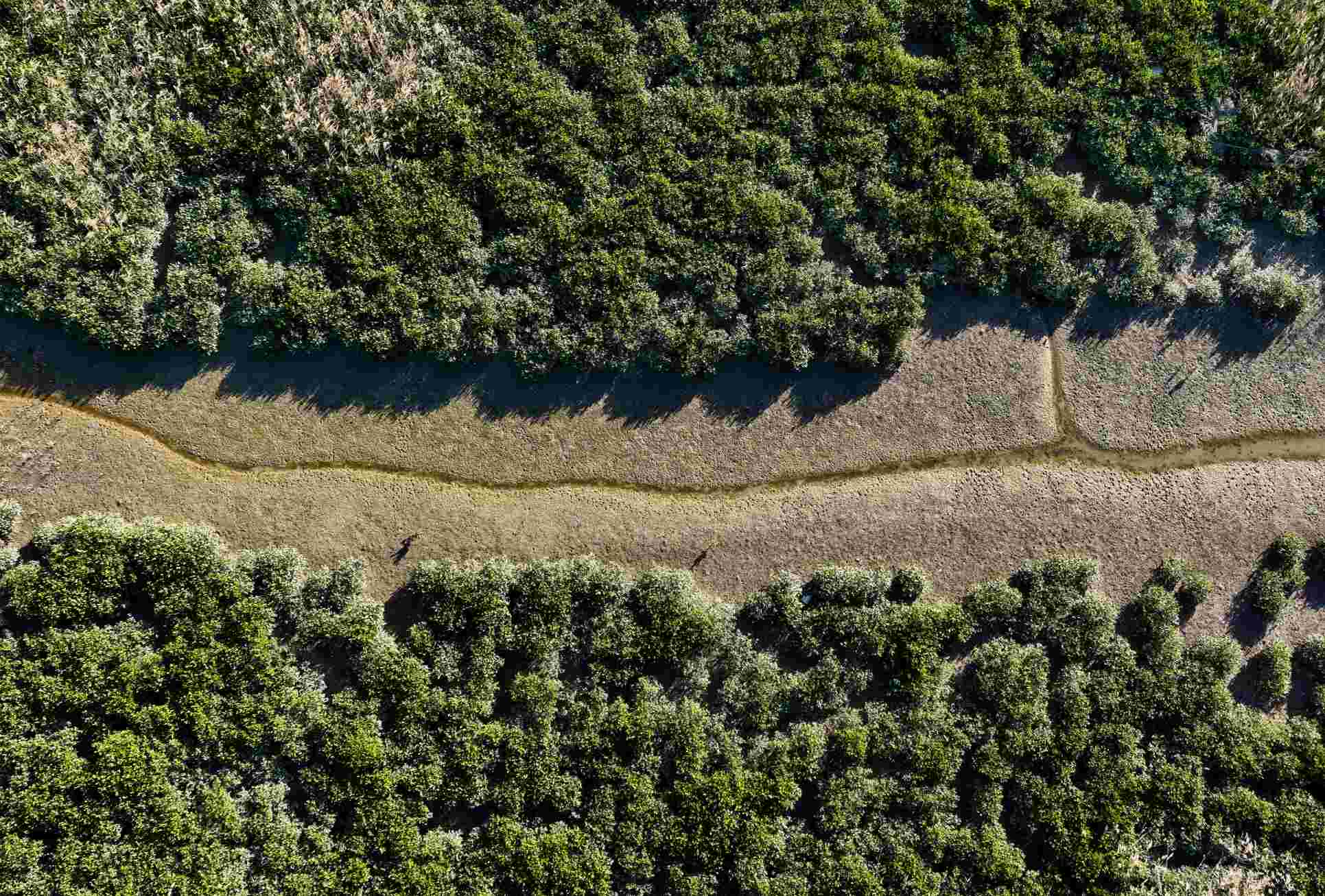 From Endangered to Reborn - Observation of the Butterfly Transformation in the Minjiang River Estuary Wetland over 20 Years | Wetlands | Minjiang River