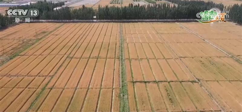 新疆喀什350万亩小麦陆续收割机械化水平大幅提升土地|小麦|水平
