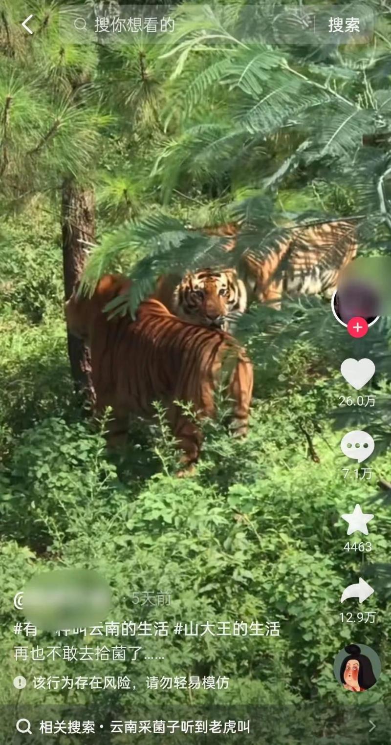 Police: The man who spread rumors has been detained for 5 days and encountered a tiger while picking up mushrooms on the mountain? Video taken at the zoo in Yunnan | Video | Police