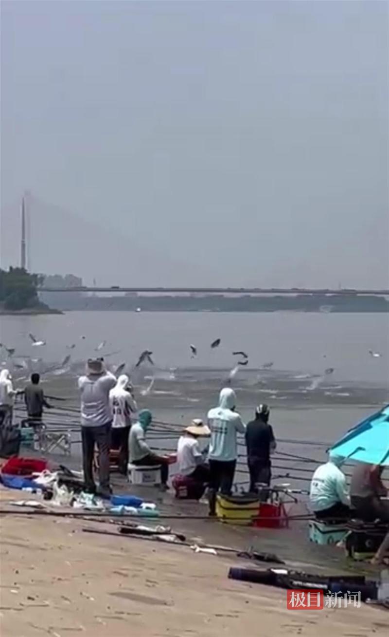 What are the peculiar phenomena? Interpretation by experts from the Chinese Academy of Sciences: A video of silver carp leaping over the river like boiling soup | Phenomenon | Strange