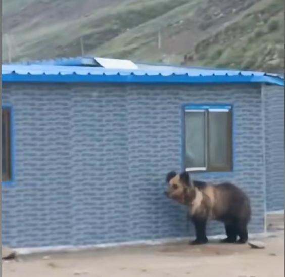 Don't dare to move, turn over the wall, dismantle the iron gate... bear haunts the center of a county town in Xizang frequently? Local response: National second level protected animal personnel | Video | National