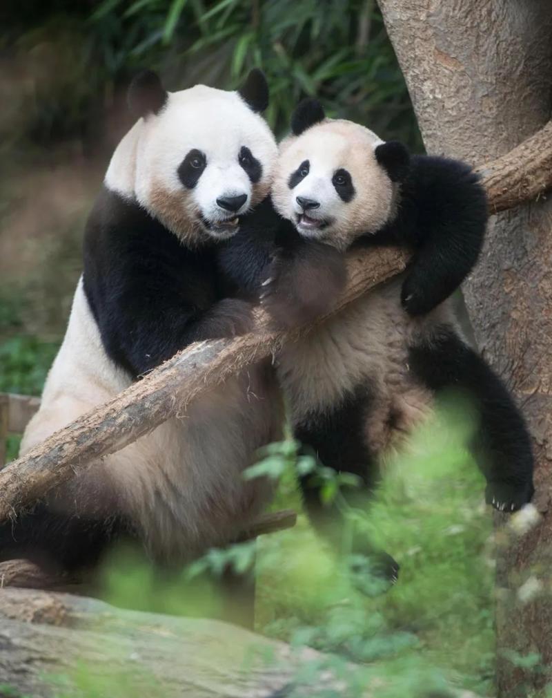 About to have a second child!, This panda "celebrity couple" loves treasure | Fubao | couple