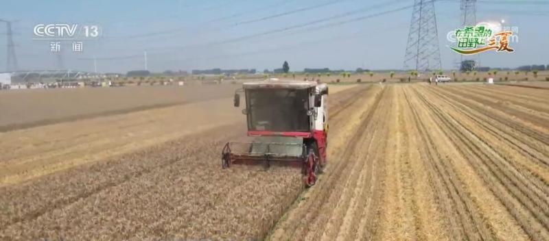 During the wheat harvest season, when encountering continuous cloudy and rainy days, Xinxiang in Henan Province adopts mutual assistance measures to ensure the drying weather of wheat