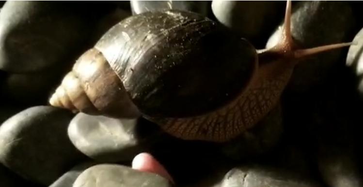 Seriously deadly, never touch such a big snail! Parasites have emerged in Fujian | Guangzhou | Fujian