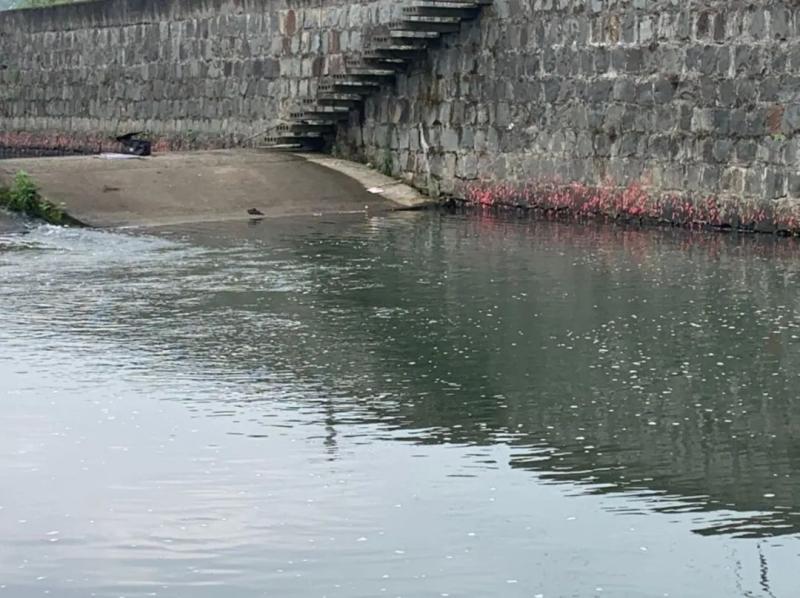 Seriously deadly!, Many places in Hangzhou have appeared! A large number of netizens captured it: up to 6000 parasites, pink | village | netizens