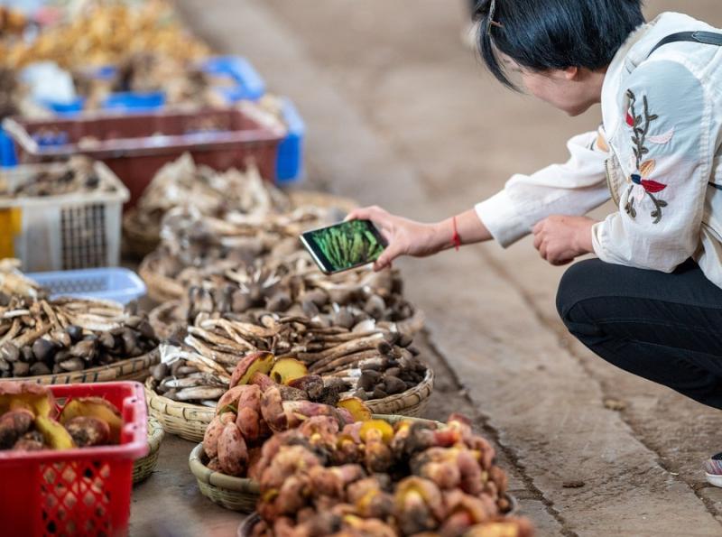 "Vegetable Market Tour" Becomes a New Summer Gameplay in Yunnan, Deng Lei | Yunnan Wood | Gameplay
