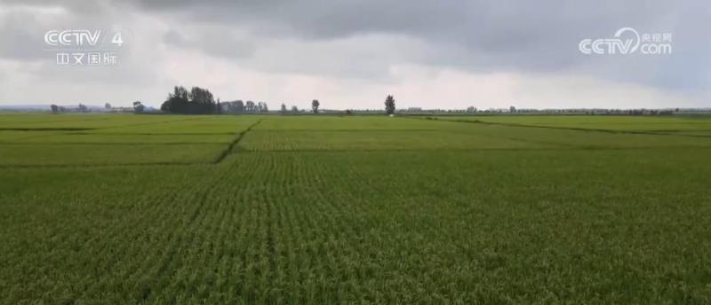 各地展开灾后农业生产恢复技术指导组开展针对性灾后指导河北|水稻|农业