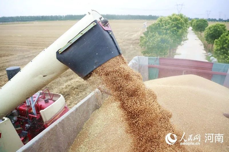 "Rain mouth grabs food"! The latest progress in Henan wheat harvest →! Henan Province