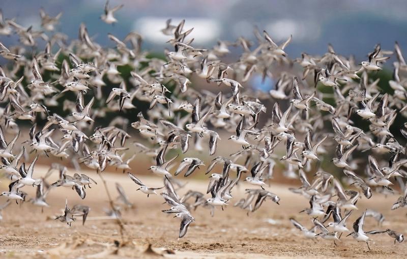 From Endangered to Reborn - Observation of the Butterfly Transformation in the Minjiang River Estuary Wetland over 20 Years | Wetlands | Minjiang River