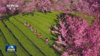 一草一木念兹在兹我们用绿色绘出美丽中国更新画卷人与自然|中国|画卷