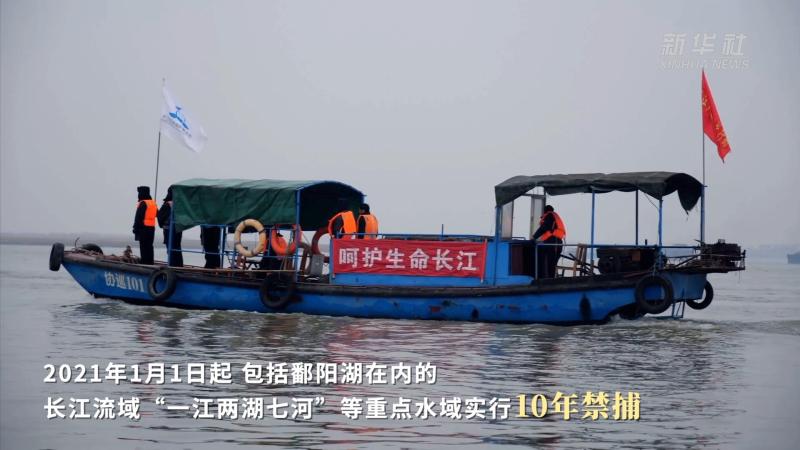 Looking at the Yangtze River | Jiangxi: Guarding the Number of "Smiling Angels" | Porpoise | Yangtze River