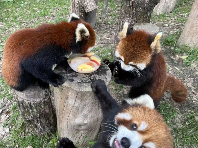 Despite being afraid of the heat, the "hairy child" remained calm, and Shanghai issued its first high-temperature orange warning signal of the year. Every time I arrive at Shanghai Zoo, there is a warning